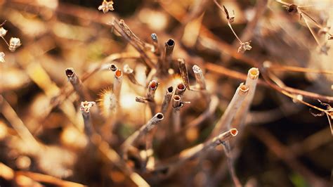 Fondos De Pantalla Luz De Sol Naturaleza C Sped Fotograf A Rama