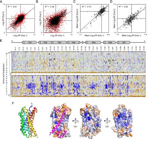 Deep Mutational Scan And Mutational Landscape Of CXCR4 Based On