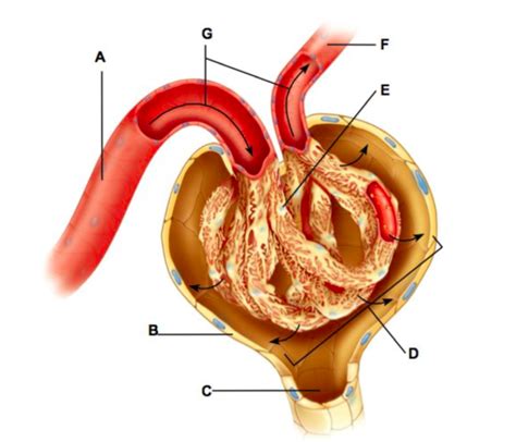 Glomerular Filtration Diagram | Quizlet