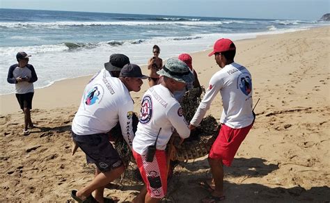 Capturan a cocodrilo en zona de playa en Cerritos Mazatlán