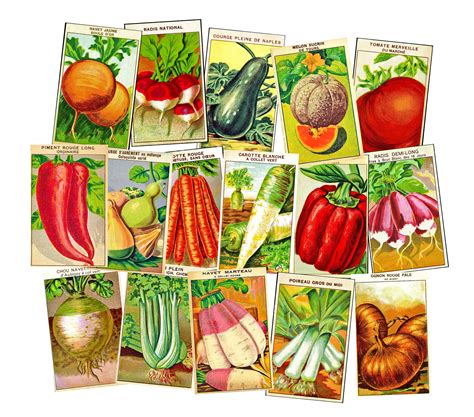 Vegetable Seeds Packets Garden Plant