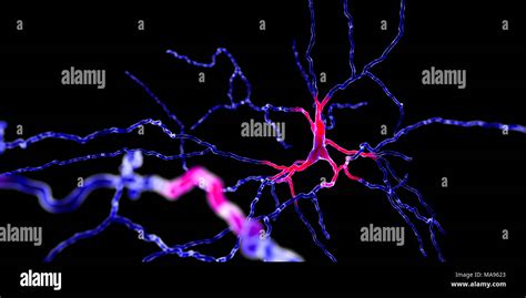 Dopaminergic Neuron Computer Illustration Dopaminergic Neurons Are