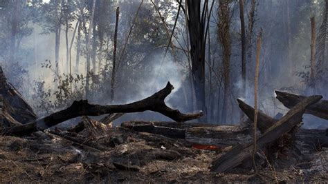 Incêndios florestais acrescentam 21 às emissões de gases causados pelo