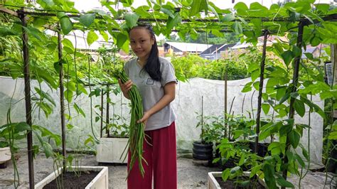 Menanam Kacang Panjang Agar Berbuah Lebat Di Pekarangan Rumah 37 Hari