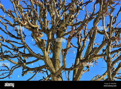 Tree Without Leaves Hi Res Stock Photography And Images Alamy