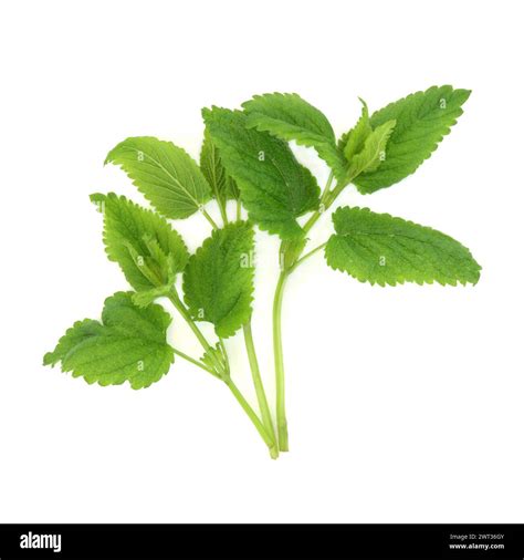 Lemon Balm Herb Plant On White Used In Alternative Herbal Medicine