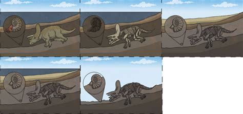 Fossil formation 11+ Diagram | Quizlet