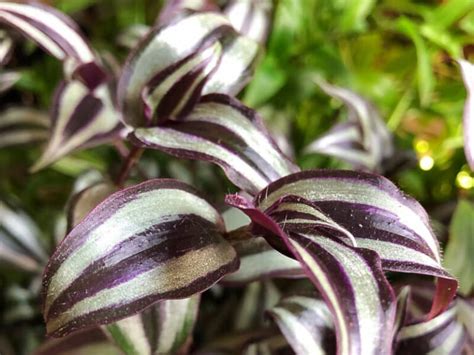 How To Pinch Wandering Jew