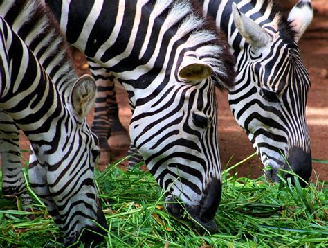 Zebra Eating Free Photo On Pixabay