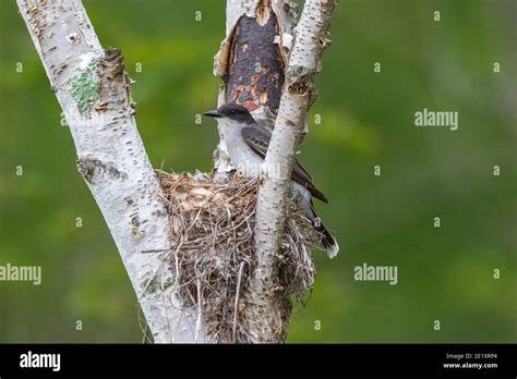 Eastern King Bird Nest Hi Res Stock Photography And Images Alamy