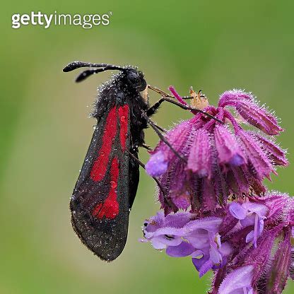 Transparent Burnet Moth Zygaena Purpuralis On Purple Flower