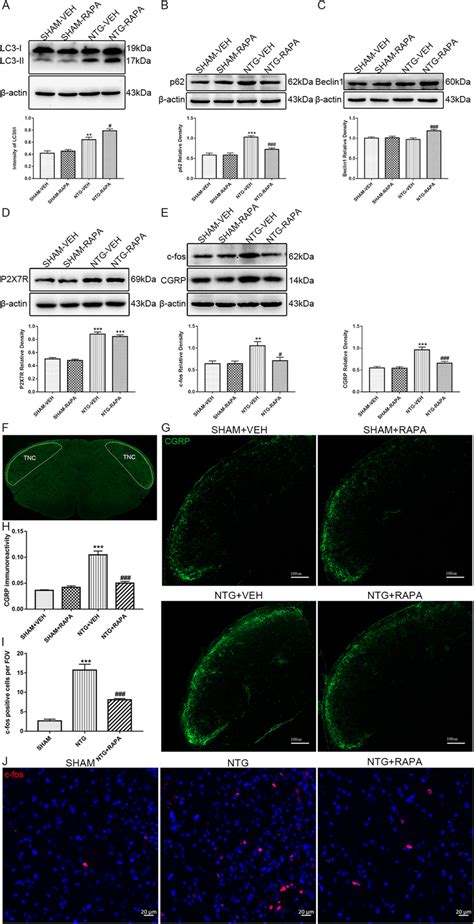 Activation Of Autophagy Reduced Ntg Induced Cgrp And C Fos Expression