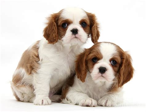 King Charles Spaniel Puppies Photograph by Mark Taylor - Fine Art America