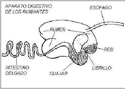 VET Aparato Digestivo De Los Rumiantes