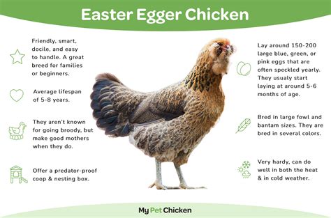 Easter Egger chickens: The unique backyard flock choice – Nature Blog Network