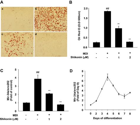 Figure 1 From Shikonin Inhibits Adipogenic Differentiation Via