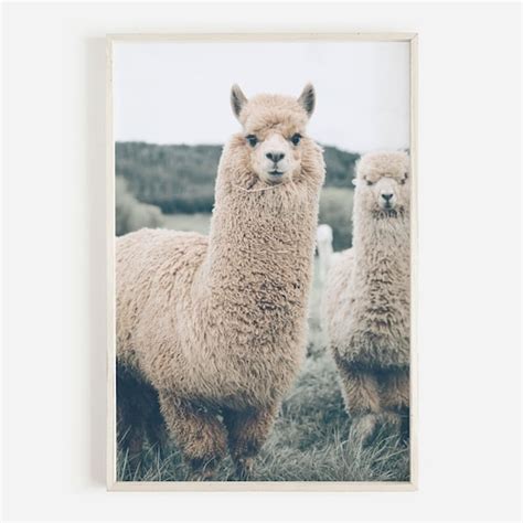 Llama Wall Art Alpaca Print Farmhouse Wall Art Alpaca Etsy