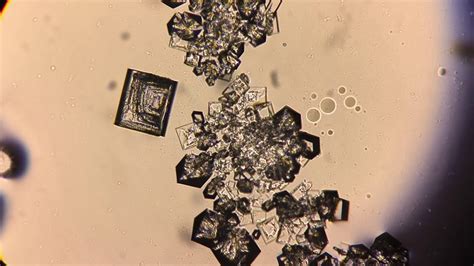 The Growth Of Salt Crystals Under A Microscope X Youtube