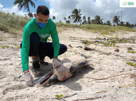 Boto cinza é encontrado encalhado e morto na Praia do Francês Alagoas