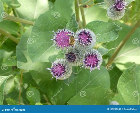 Purple Blossom of a Cocklebur Flower in the Forest Stock Image - Image ...