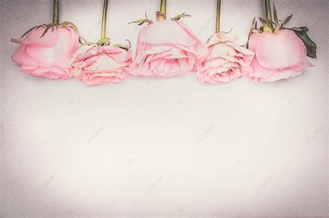 Pink Rose Floral Border Photo Background And Picture For Free Download