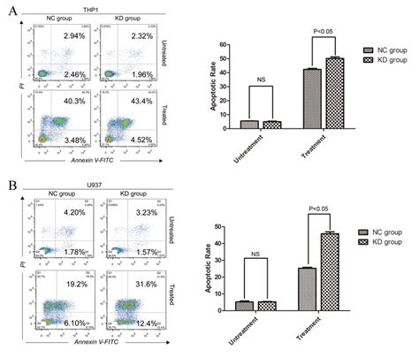 Figure S3 Effect Of Sirt1 Knockdown On Survival Of Thp 1a And