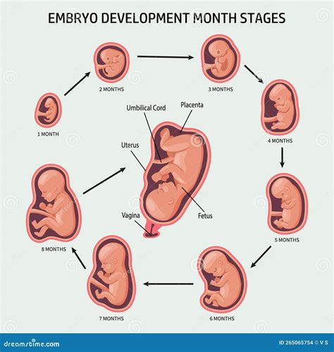 Embryo In The Womb Set Development And Growth Of The Fetus At