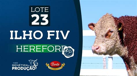 Lote 23 Ilho FIV TOURO HEREFORD 5º Leilão Genética e Produção