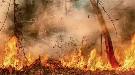 São Paulo Prende 20 Pessoas Por Incêndios Florestais E Aplica Multas De