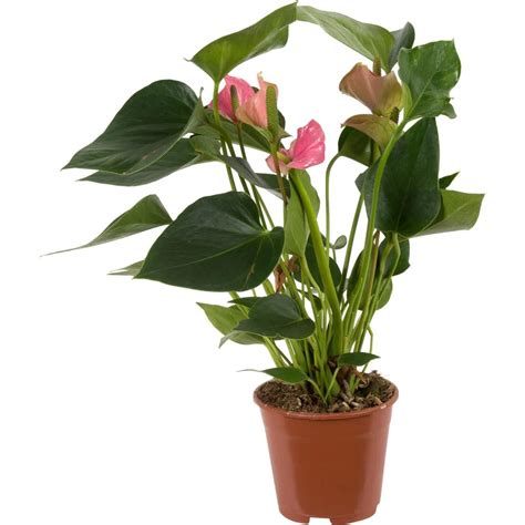 Антуриум — купить | Global Flowers