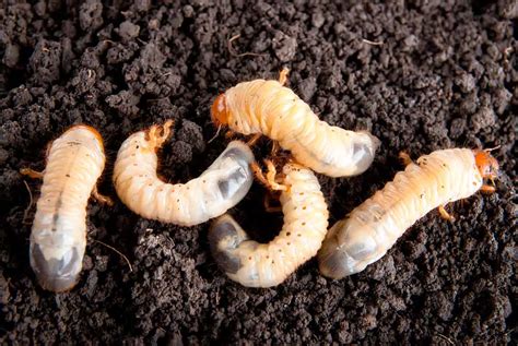 Grub Worm Removal - Grub Worm Control Dallas