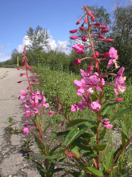 Fireweed Project Noah