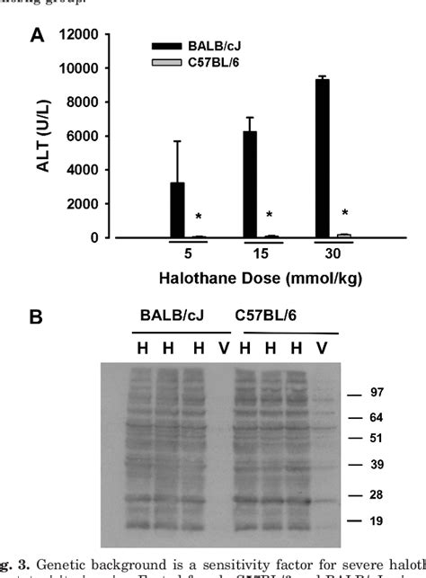 Figure 3 From A Mouse Model Of Severe Halothane Hepatitis Based On