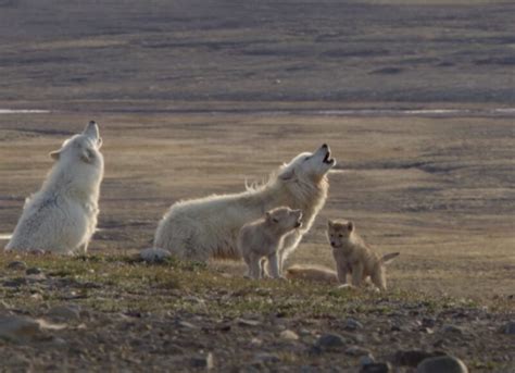 What Is the Difference Between a Coyote and a Wolf? - Unraveling the Wild