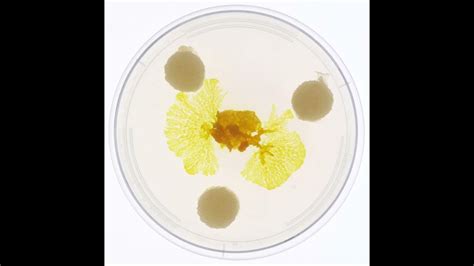 The 3 Stages Of Physarum Polycephalum Youtube