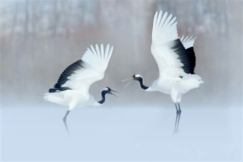 El Cortejo En El Mundo Animal Un Proceso Fascinante Mis Animales
