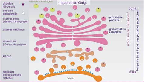 L appareil de Golgi 8 Acheminement des protéines à travers le