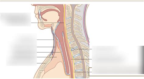 Diagram Of Fascial Spaces Quizlet