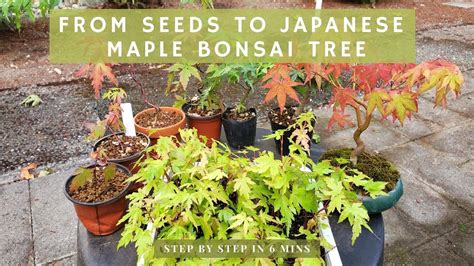 From Seeds To Japanese Maple Bonsai Tree Step By Step In 6 Mins Youtube