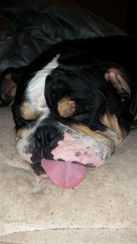 SC Taylor-Made Bullies