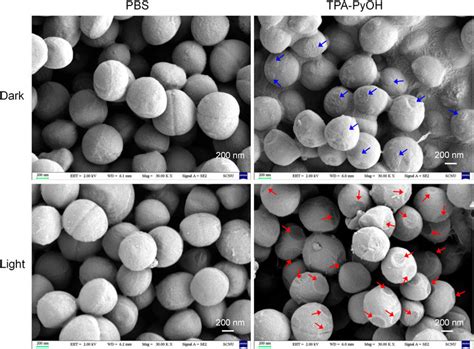 Frontiers Fast Broad Spectrum Staining And Photodynamic Inhibition Of