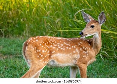 Whitetail Deer Doe Fawn Odocoileus Virginianus Stock Photo 1560966974 | Shutterstock