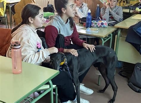 Visit To Ceip Ana Soto Greyhounds In Need