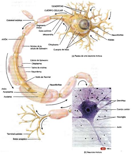 Neurona Y Sus Partes Anatomia Y Fisiologia Humana Lecciones De Biolog A Sexiz Pix