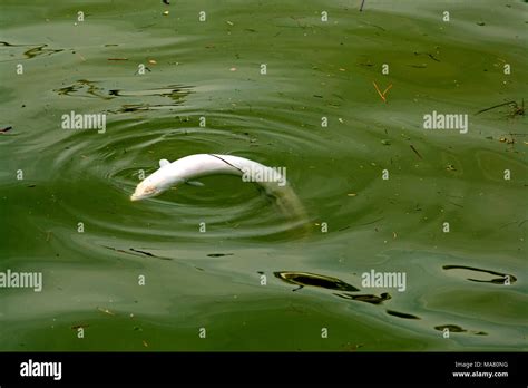 Verschmutzung Fisch Fotos Und Bildmaterial In Hoher Aufl Sung Alamy