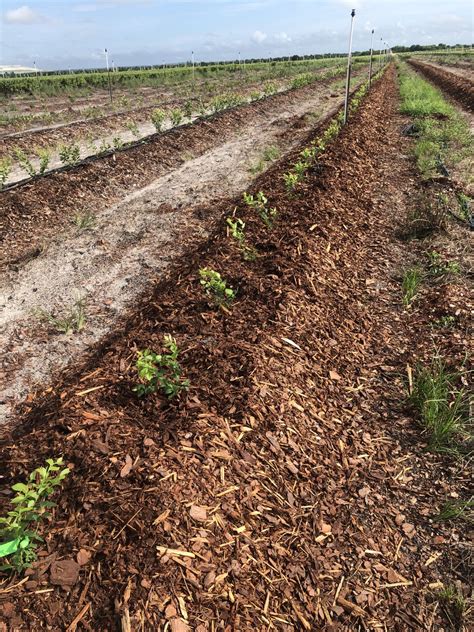 Fertilization Of Blueberries In Pine Bark Beds Specialty Crop Industry