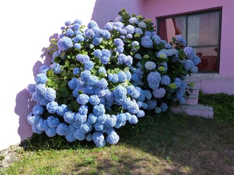 D Nde Y C Mo Plantar Hortensias Al Detalle