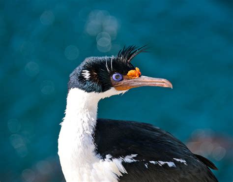 Falklands Conservation - Wildlife and Nature Conservation - Homepage