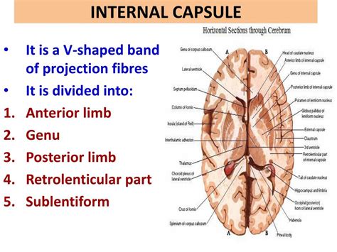 PPT - INTERNAL CAPSULE PowerPoint Presentation, free download - ID:3065666