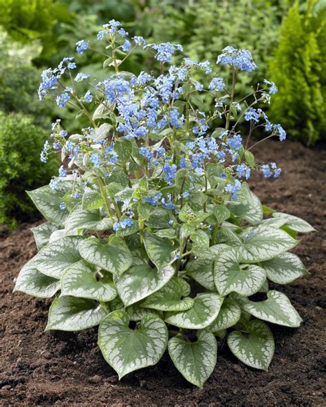 Brunera Wielkolistna Jack Frost Brunnera Macrophylla